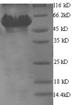 Yeast gltX1 protein
