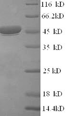 Yeast VP6 protein