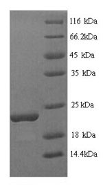 Yeast SAM22 protein
