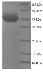 Yeast zot protein
