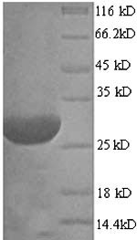 Yeast rodA protein