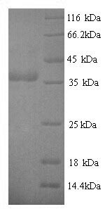 Yeast cagA protein