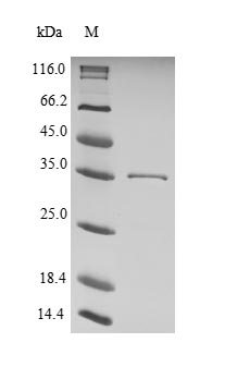 Yeast cagA protein