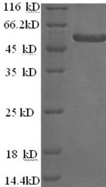 Yeast MEL1 protein