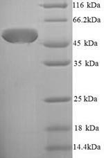 Yeast surA protein