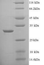 Yeast inhA protein