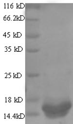 Yeast NSP4 protein