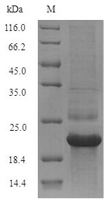 Yeast Core protein