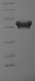 Human MOB1A protein