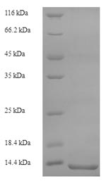 Rat S100A8 protein