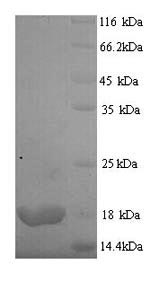 Yeast isoallergen 2 protein