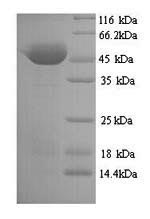 Yeast botA protein