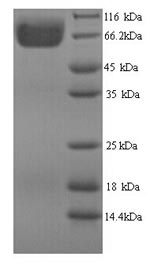 Yeast phyA protein