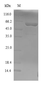 Yeast botF protein