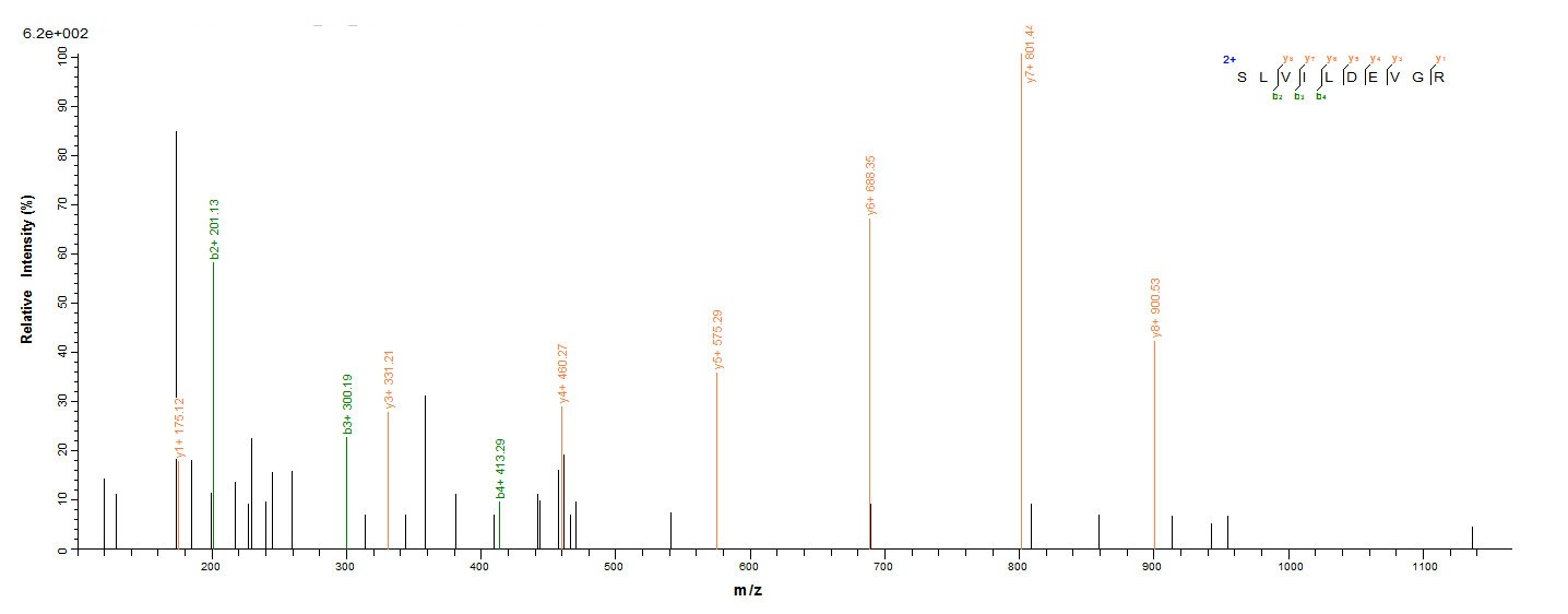 Yeast mutS protein