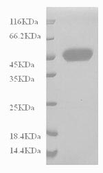 Human CD14 protein