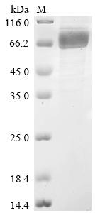 Recombinant Mouse Phospholipid transfer protein (Pltp)