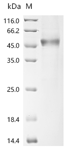 Recombinant Human Secreted and transmembrane protein 1 (SECTM1), partial, Biotinylated