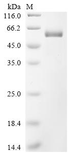 Recombinant Human Semenogelin-1 (SEMG1)