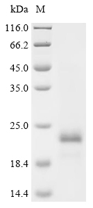 Recombinant Chlamydia pneumoniae Large cysteine-rich periplasmic protein OmcB(omcB), partial