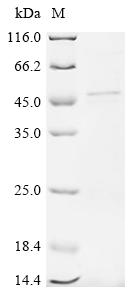 Recombinant Human Mitogen-activated protein kinase 3 (MAPK3)
