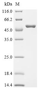 Recombinant Shigella flexneri Outer membrane protein assembly factor BamA (bamA), partial