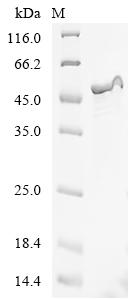 Recombinant Shigella flexneri Long-chain fatty acid transport protein (fadL)