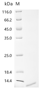 Recombinant Gossypium hirsutum Non-specific lipid-transfer protein, partial