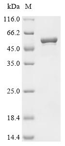 Recombinant Shigella flexneri Putative multidrug resistance outer membrane protein MdtQ (mdtQ)