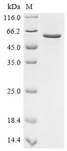 Recombinant Human Plexin domain-containing protein 1 (PLXDC1), partial