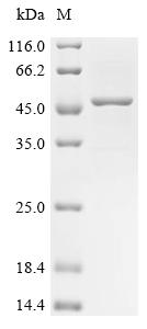 Recombinant Eucalyptus gunnii Caffeic acid 3-O-methyltransferase (OMT)