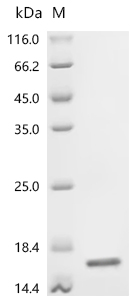 Recombinant Mouse Fatty acid-binding protein, adipocyte (Fabp4)