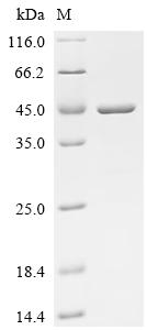 Recombinant Shigella flexneri Outer membrane protein assembly factor BamC (bamC)