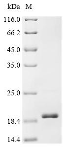 Recombinant Klebsiella pneumoniae Outer membrane protein A (ompA), partial
