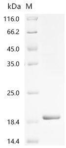 Recombinant Escherichia coli O6:K15:H31 Lipid A palmitoyltransferase PagP (pagP)