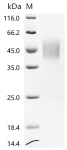 Recombinant Rat Chromosome X open reading frame, human CXorf65 (Il2rg), partial