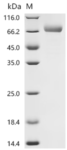 Recombinant Macaca fascicularis Leucine rich repeat containing 15 (LRRC15), partial (Active)