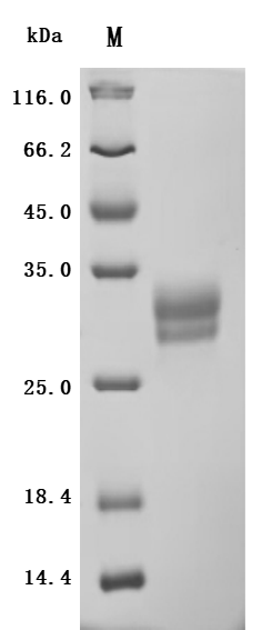 Recombinant Macaca mulatta Tumor necrosis factor ligand superfamily member 15 (TNFSF15), partial, Biotinylated (Active)