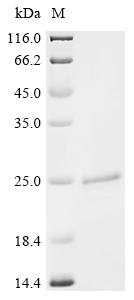 Recombinant Haemophilus influenzae Peptidoglycan-associated lipoprotein (pal)