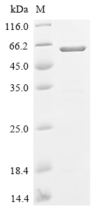 Recombinant Human Nucleobindin-2 (NUCB2)