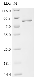 Recombinant Human Mitogen-activated protein kinase 3 (MAPK3)