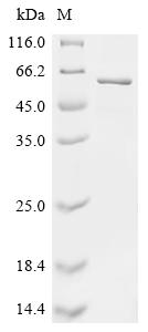 Recombinant Klebsiella pneumoniae Outer membrane porin PhoE (phoE)