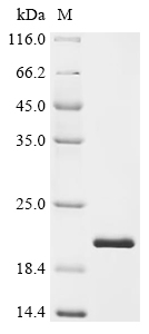 Recombinant Human Neurotrophin-4 (NTF4)