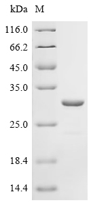 Recombinant Klebsiella pneumoniae Outer-membrane lipoprotein carrier protein (lolA)