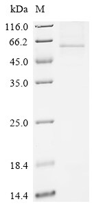 Recombinant Human Mitogen-activated protein kinase 8 (MAPK8), partial