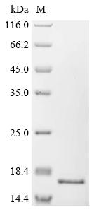 Recombinant Human C-Jun-amino-terminal kinase-interacting protein 4 (SPAG9), partial