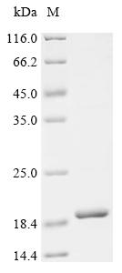 Recombinant Loligo pealeii Voltage-dependent anion-selective channel protein, partial