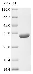 Recombinant Brucella suis biovar 1 26 kDa periplasmic immunogenic protein (bp26)