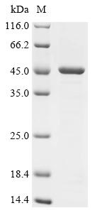 Recombinant Outer membrane protein F (ompF)