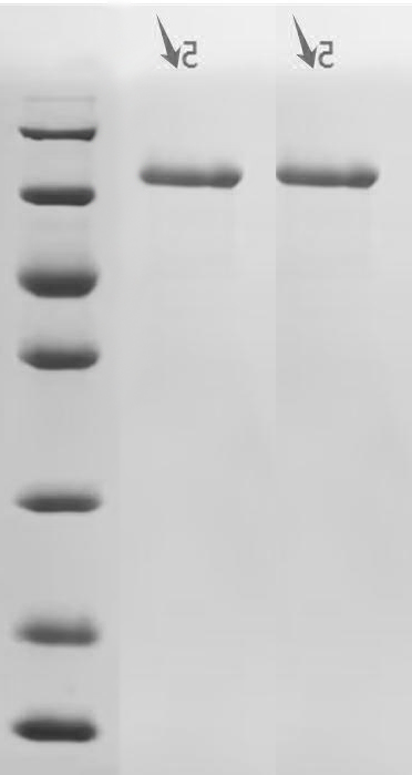 Recombinant Human Cadherin-1 (CDH1), partial (Active)